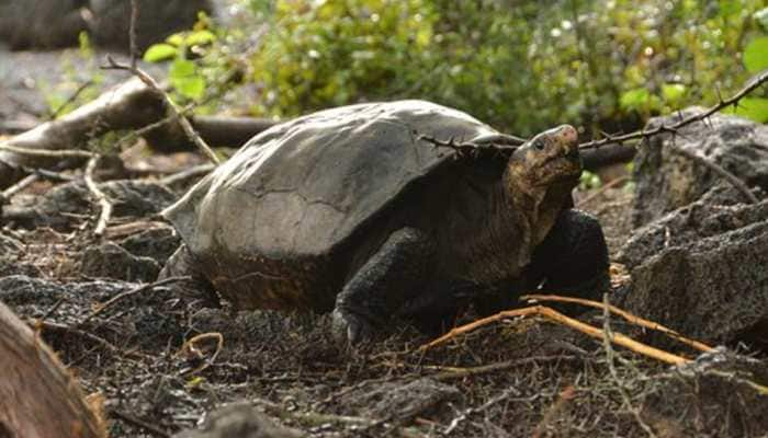 Fernandina tortoise, presumed to be extinct, spotted for the first time in over a century