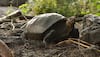 Fernandina tortoise, presumed to be extinct, spotted for the first time in over a century