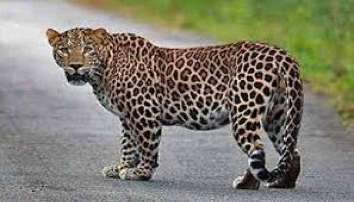 Leopard seen in Rangamatia area of Bhubaneswar