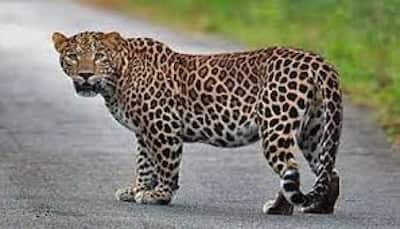 Leopard seen in Rangamatia area of Bhubaneswar