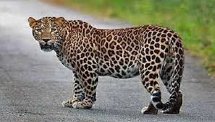 Leopard seen in Rangamatia area of Bhubaneswar