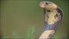 King Cobra Sanctuary Agumbe India