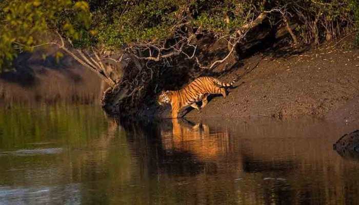Big Boss: A beckon of light for tiger conservationists in the Sunderbans Big Boss: A beckon of light for tiger conservationists in the Sunderbans