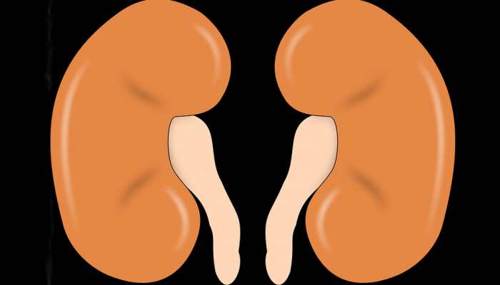 On World Kidney Day, a look at traditional herbs that cure renal ailments