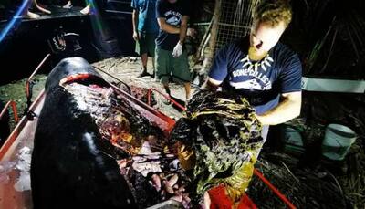 Whale with 40 kilos of plastic bag inside washes up at Philippines beach