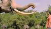 Garje Gajraj Hamare song from Vidyut Jammwal's 'Junglee' eulogises the might and power of elephants—Watch