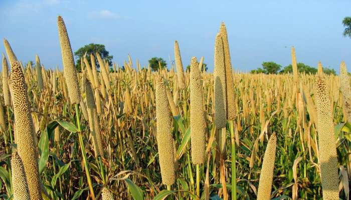 States with highest, lowest production of coarse cereals in last 4 years