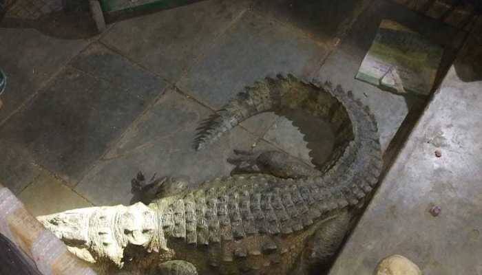 Farmer wakes up to find crocodile sleeping under his bed in Gujarat 