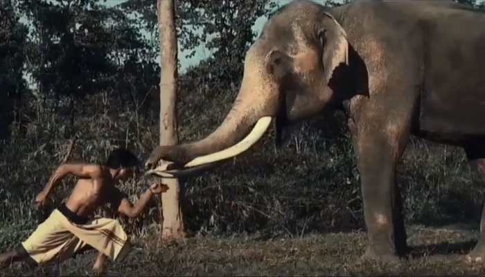 Vidyut Jammwal starrer 'Junglee' Box Office report card
