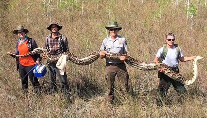 Scientists capture the biggest python ever found in US