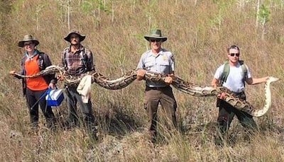 Scientists capture the biggest python ever found in US