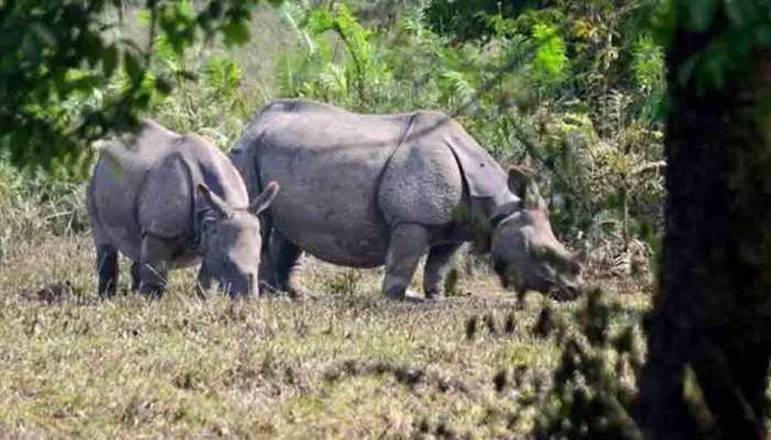 Rhino carcass recovered from Assam&#039;s Kaziranga National Park