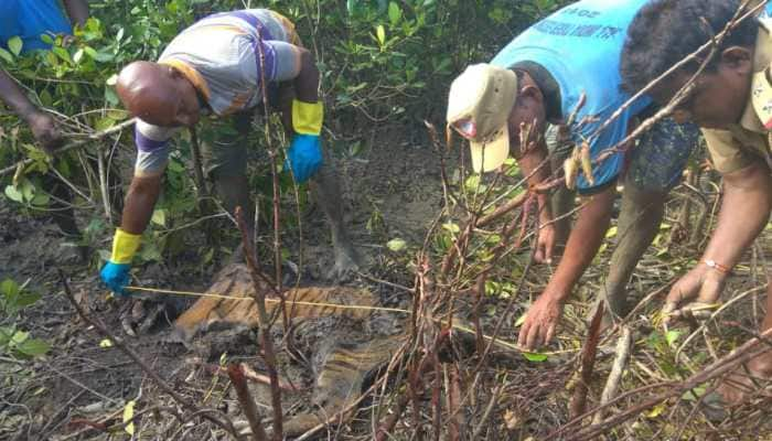 Fear of poaching returns to Sunderbans after Tiger&#039;s mysterious death