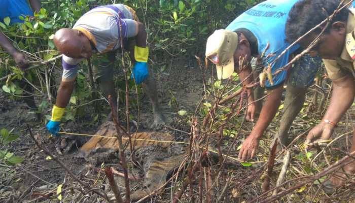 Fear of poaching returns to Sunderbans after Tiger's mysterious death