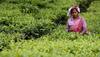 tea garden