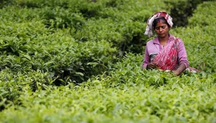 Unaware of 'paid leave' concept, tea garden workers in Bengal lose day's pay