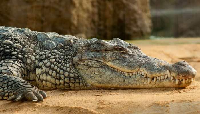 Crocodile kills man bathing in Junagadh dam