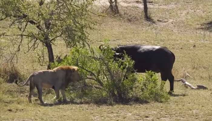 Viral: Watch how lone buffalo fights off a pride of lions, crocodile 