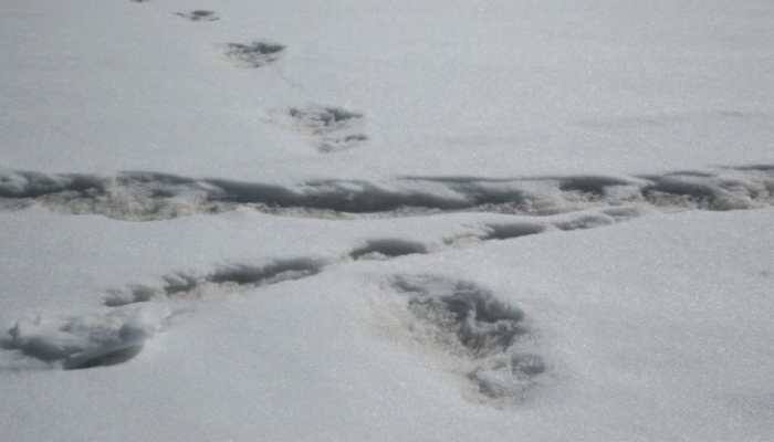 Indian Army claims to have sighted  footprints of mythical beast 'Yeti'