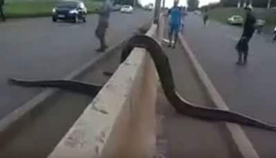 Giant anaconda halts busy road in Brazil, video goes viral
