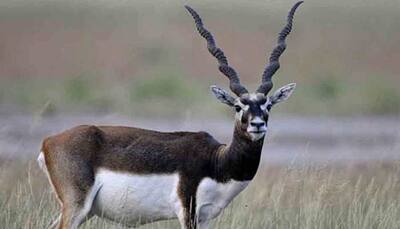 Cyclone Fani raises safety concerns about spotted deer in Balukhand sanctuary
