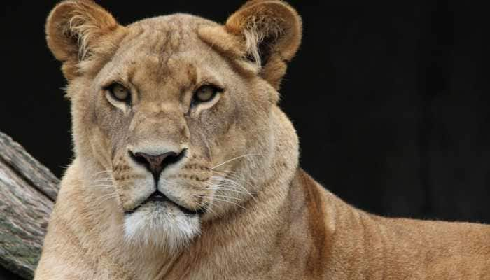 Lioness attacks a dog; what happens next will blow your mind—Watch