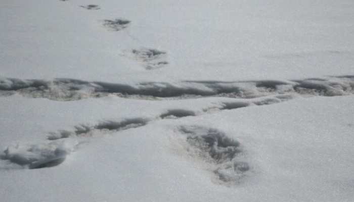 Nepal Army, wildlife officer dismiss Indian Army&#039;s Yeti claim