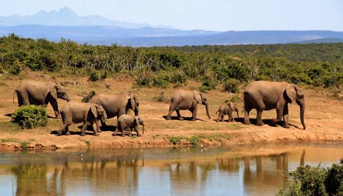 Chhattisgarh: 2 killed in elephant attacks, toll reaches 5 in three days