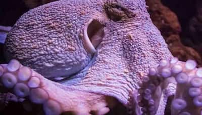 Octopus attacks woman, sucks onto her face as she tries to eat it alive