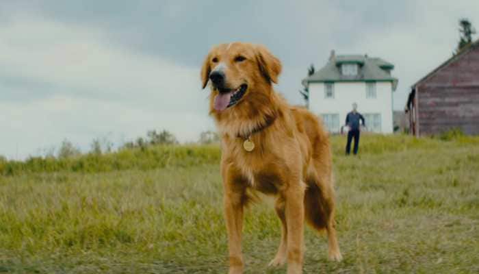A Dog&#039;s Journey movie review: Emotionally engaging but cliched