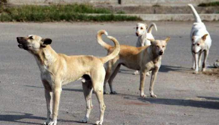 A life cut short, dreams shattered by stray dogs in Mathura village