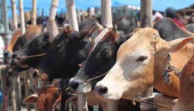 Cow vigilantes thrash 3 youths for possessing beef in Madhya Pradesh, 5 arrested