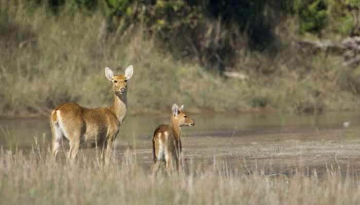 Rajasthan: 3 arrested for hunting pregnant deer