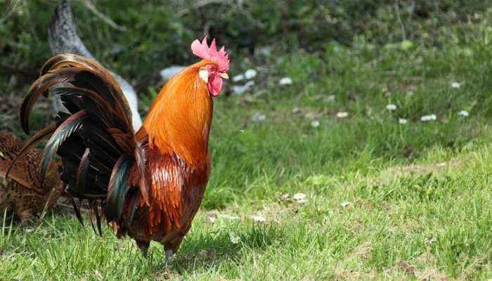 Maharashtra: Rooster&#039;s crowing drives woman to police station