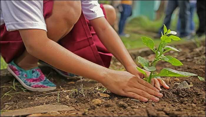 Delhi government to plant 23 lakh trees this year