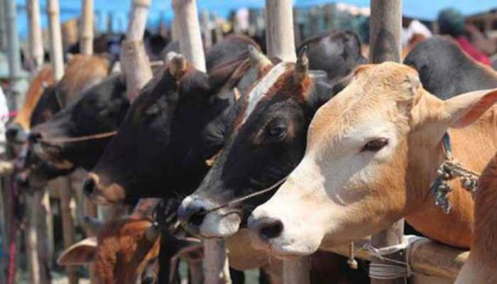 3 &#039;gaushala&#039; employees suspended over cow slaughter allegations in UP&#039;s Shahjahanpur