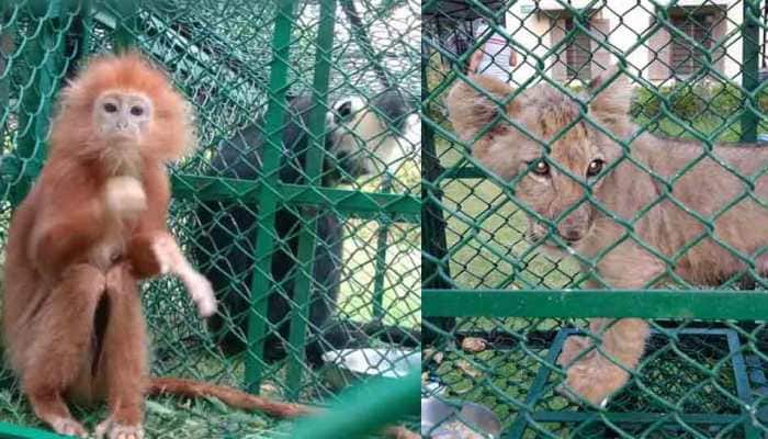 Lion cub, 3 rare white-headed langurs rescued in Kolkata