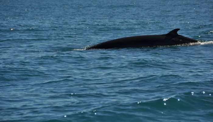 New York sees &#039;extraordinary leap&#039; in whale sightings
