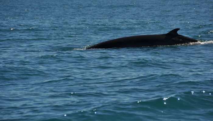 New York sees 'extraordinary leap' in whale sightings