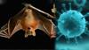 How Nipah infection is different from swine flu, bird flu
