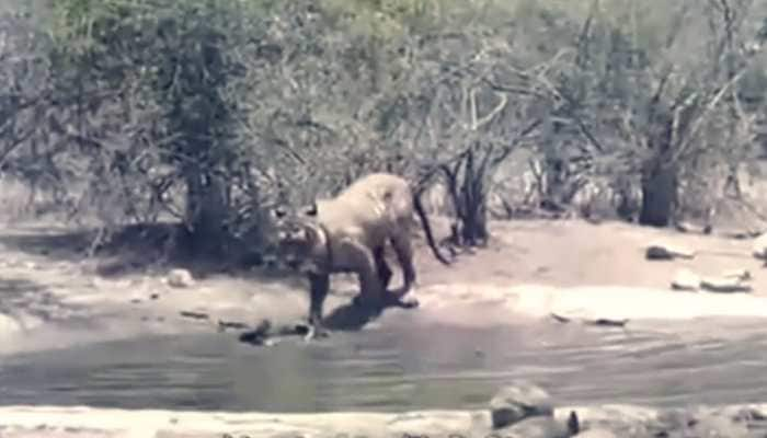 Watch Tigress Protects Her Cub In Ranthambore National Park Rajasthan News Zee News