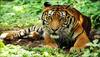 Hunter becomes the hunted: Tigers' battle for survival