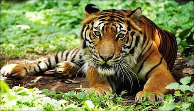 Hunter becomes the hunted: Tigers' battle for survival