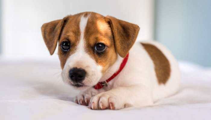 Dogs mirror owner's stress: Study