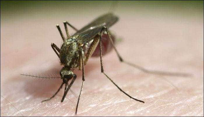 Anti-malaria drug may prevent hereditary hearing loss: Study