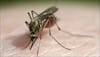 Anti-malaria drug may prevent hereditary hearing loss: Study