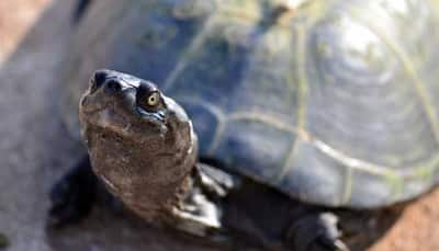 Goa government to promote turtle nesting sites on state's beaches