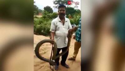 Watch: Man rescues 12-feet long cobra snake from Odisha