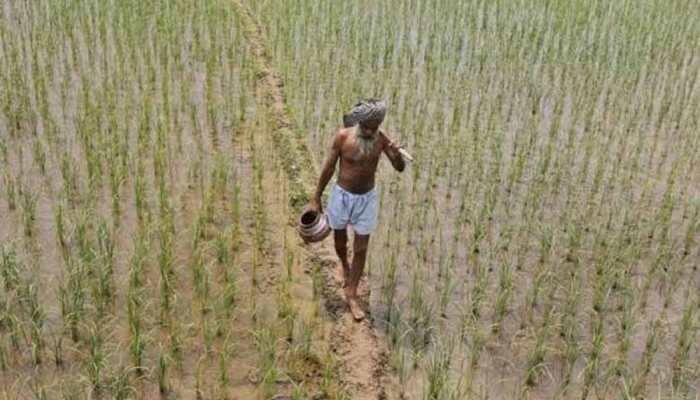 Diversifying crops will mitigate climate impact in India: Study