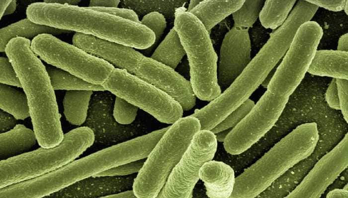 Cancer causing bacteria gains antibiotic resistance finds KMC Scientists